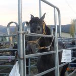caballo desamparado