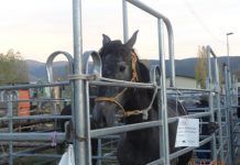 Los équidos europeos, desamparados por las leyes según el primer estudio global europeo caballo desamparado