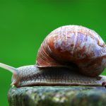 caracol