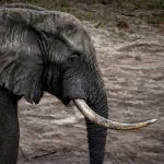 elefante tanzania