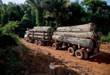 Madera ilegal, ¿qué más tiene que pasar para que el Magrama actúe? madera ilegal
