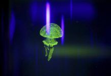 Medusas de Japón en el Mediterráneo ¿otro ejemplo de cambio climático? medusas mediterraneo