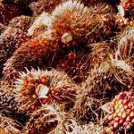 oil-palm-bunches-grain