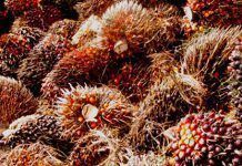 ¿Fondos para el desarrollo para empresas acaparadoras de tierras? oil-palm-bunches-grain