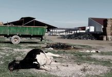 La vaca que no riu. Per Alberto Díez, director d’ANDA vaca