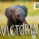 CLAC VICTORIA2
