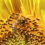 Si-las-colmenas-de-abejas-colapsan-nuestra-alimentacion-no-sera-la-misma large
