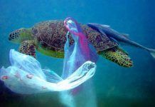 Día Internacional Sin Bolsas de Plástico de un solo uso: es el momento de las bolsas reutilizables bolsasplastico