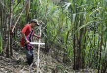 Los agricultores y agricultoras en el comercio mundial corte-caña-ecuador-red-400x265