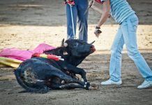 Más de 100.000 personas firman contra los festejos “crueles” cruel festejos