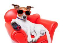 La cara oculta del uso de animales en TV La cara oculta del uso de animales en TV