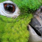 loro-Nuca-amarilla th 1cce678baa2865fe866ba90e481edd63