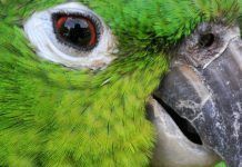 La ignorancia y la avaricia empujan el tráfico ilegal de animales amenazados loro-Nuca-amarilla th 1cce678baa2865fe866ba90e481edd63