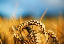 La agricultura ecológica crece en España maizfotoop per noticia