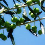 olive1