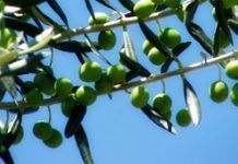 Planes para liberar en España una mosca modificada genéticamente olive1