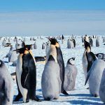 pinguinoemperador th 1cce678baa2865fe866ba90e481edd63
