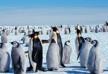 El cambio climático amenaza a 1 de cada 6 especies pinguinoemperador th 1cce678baa2865fe866ba90e481edd63