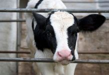 Una empresa china pretende clonar un millón de vacas al año vaca clon Una empresa china pretende clonar un millón de vacas al año