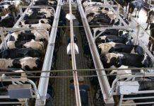TTIP: La Carne que nos matará 2015073113480588888