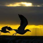 aves estres