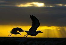 Las aves, víctimas también del estrés actual aves estres