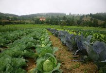 ¿Por qué apostar por la agricultura ecológica? notipae