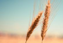 Cereals integrals, l’opció més completa! solnatural cerealesintegrales