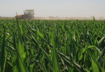 Irlanda del Norte prohíbe el cultivo y uso de transgénicos El-cultivo-de-maiz-transgenico-representa-el-32-de-la-produccion-total-en-Espana-