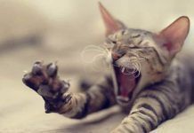 El Consejo de Ministros aprueba que España firme el Convenio Europeo de Protección de Animales de Compañía GATICO