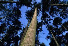 Los consumidores y la industria quieren reglas europeas más estrictas contra la madera ilegal bosque