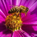 neonicotinoides abejas