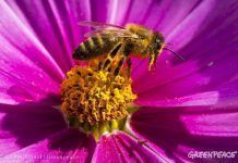 Confirmadísimo. Los neonicotinoides, peligrosos para las abejas neonicotinoides abejas