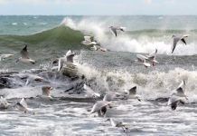 Pingüinos, albatros y pardelas, tendrán plástico en el estómago en 2050 plasticos 2050 1