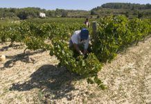 3er Simposi de Producció Agroalimentària Ecològica de Viticultura i l’Enologia 3 simposi