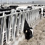 alimentacioanimal pinso