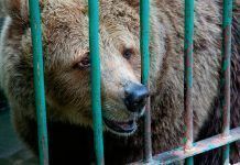 ¿Animales para el entretenimiento? No, gracias animales entretenimiento