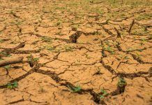 El suelo: un tesoro maltratado bajo nuestros pies el-suelo-un-tesoro-maltratado