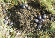 Alertan del impacto de los fármacos sobre la biodiversidad mediterránea farmacos biodiversidad