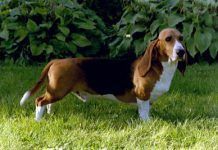 Los perros, víctimas silenciosas de la caza perros caza