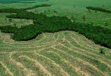 Augmenten les hectàrees desforestades a l’Amazònia Aumentan-hectareas-deforestadas-en-la-Amazonia