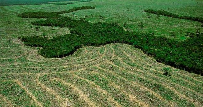 Aumentan-hectareas-deforestadas-en-la-Amazonia Aumentan-hectareas-deforestadas-en-la-Amazonia