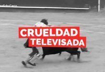 94.000 firmas piden suprimir el programa taurino de TVE crueldad televisiva