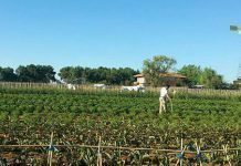 Fallo de los Premios Ecoemprendedores BioCultura premios