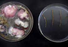Veneçuela es lliurarà de les llavors genèticament modificades Transgenicos go home Venezuela se librara de las semillas geneticamente modificadas
