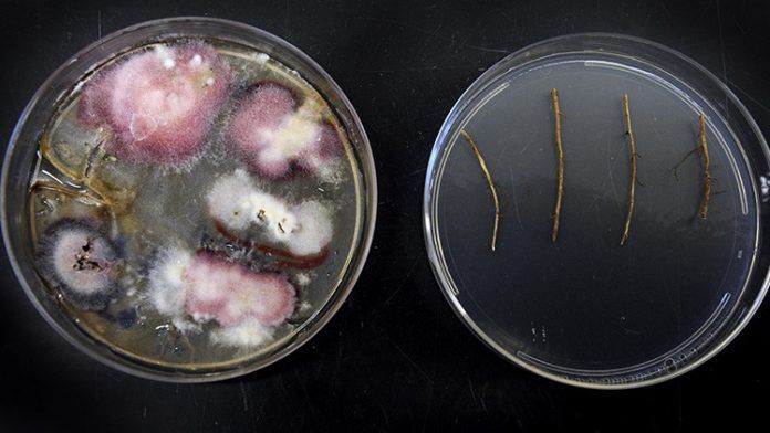 Transgenicos go home Venezuela se librara de las semillas geneticamente modificadas