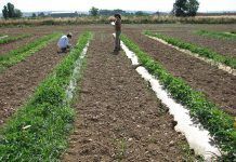 La agricultura ecológica, única opción para afrontar los retos futuros agroalimentarios agriculture climate change