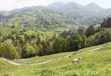 Negra Navidad en nuestros montes cordillera cantabrica wwf espana
