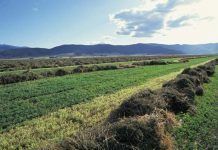 La alfalfa transgénica Roundup Ready de Monsanto se ha asilvestrado Alfalfa transgénica