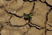 La peor sequía en 30 años en Etiopía amenaza a 10 millones de personas, según la FAO CALOR INDIA SEQUIA th 1cce678baa2865fe866ba90e481edd63